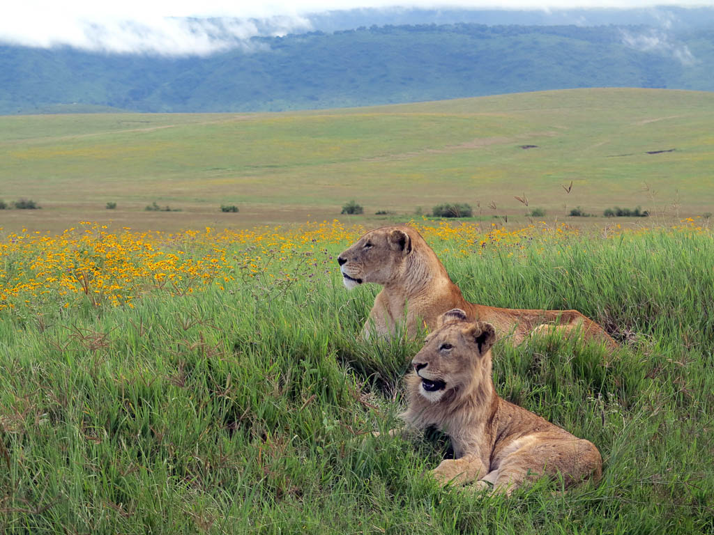 Ngorongoro Crater