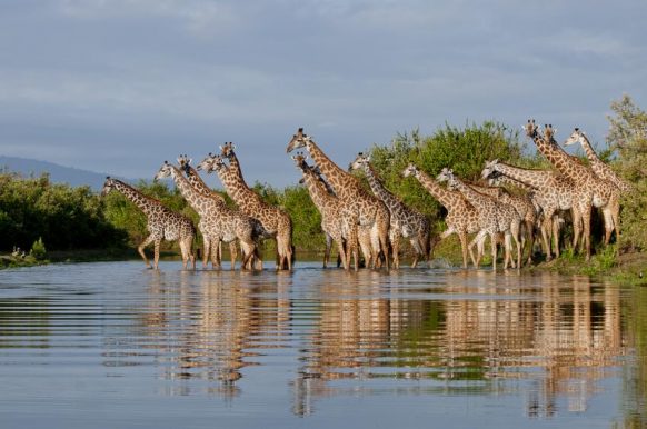 Nyerere National Park